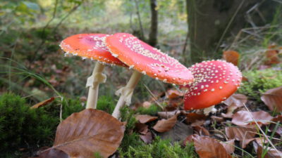 Herfstkleuren