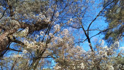 Blauw